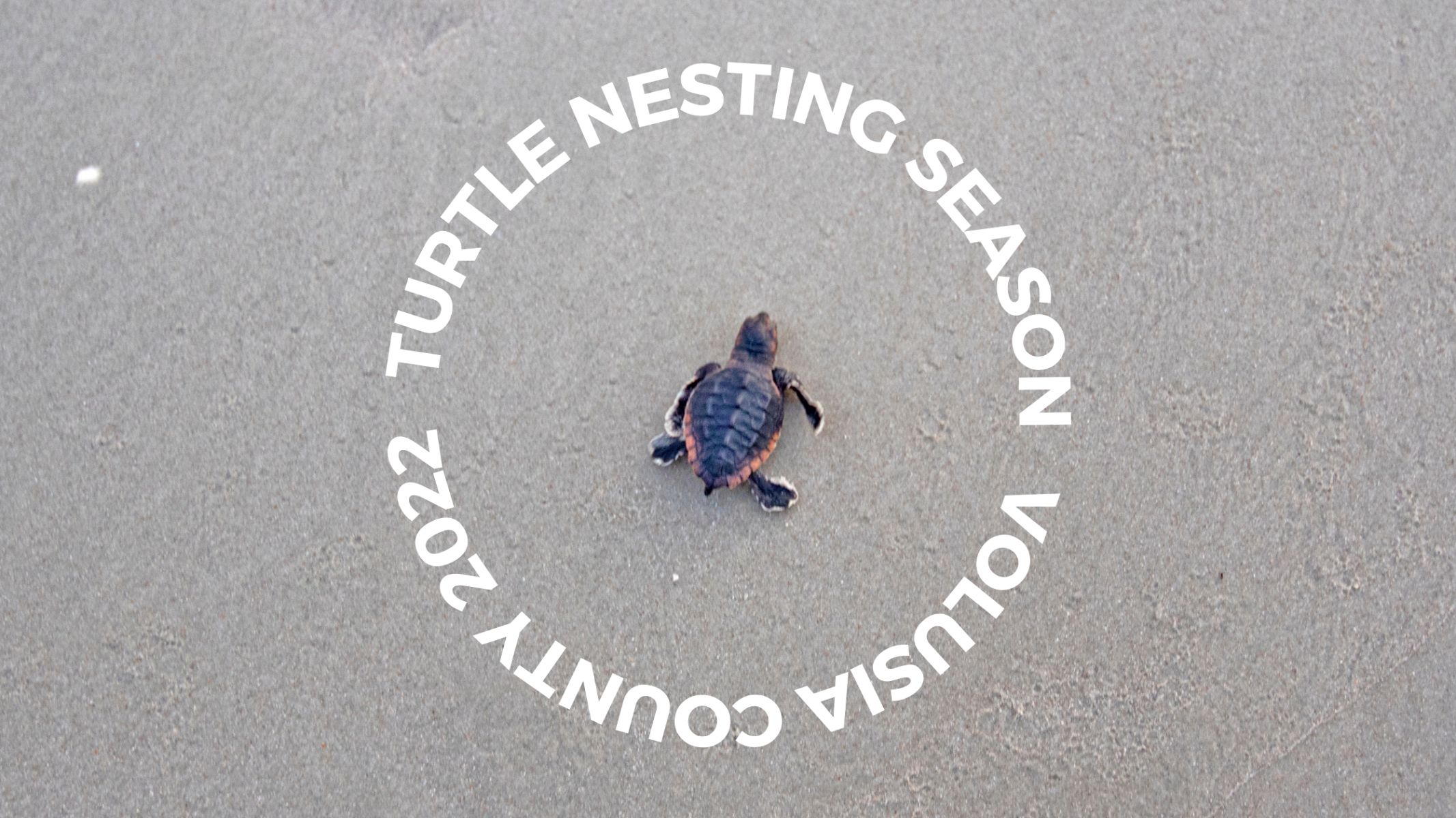 Turtles Nesting Season in New Smyrna Beach and Ormond Beach